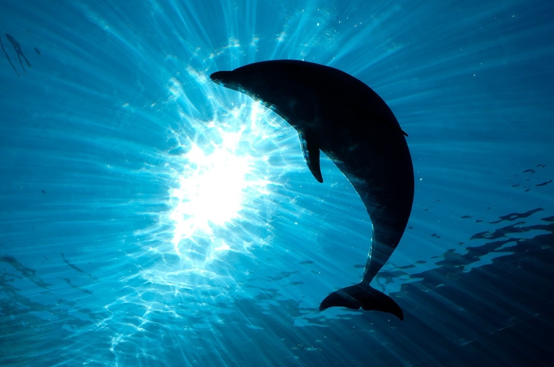 a dolphin is swimming in the ocean with the sun shining through the water