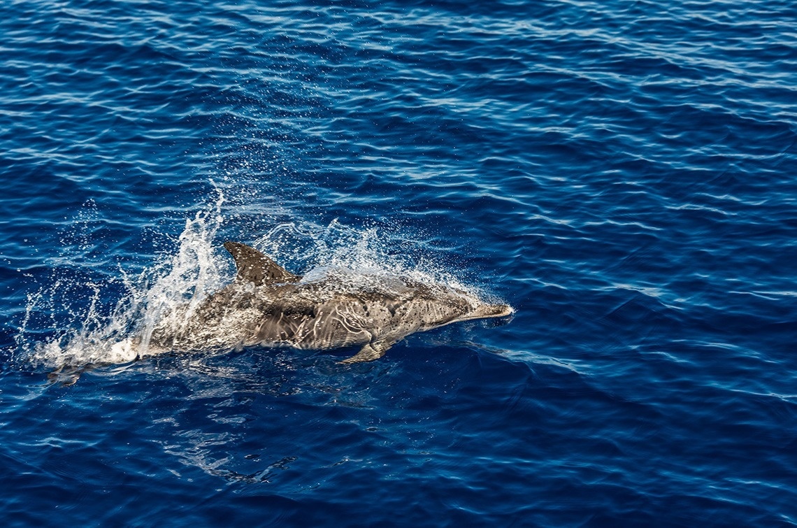 a dolphin is jumping out of the water