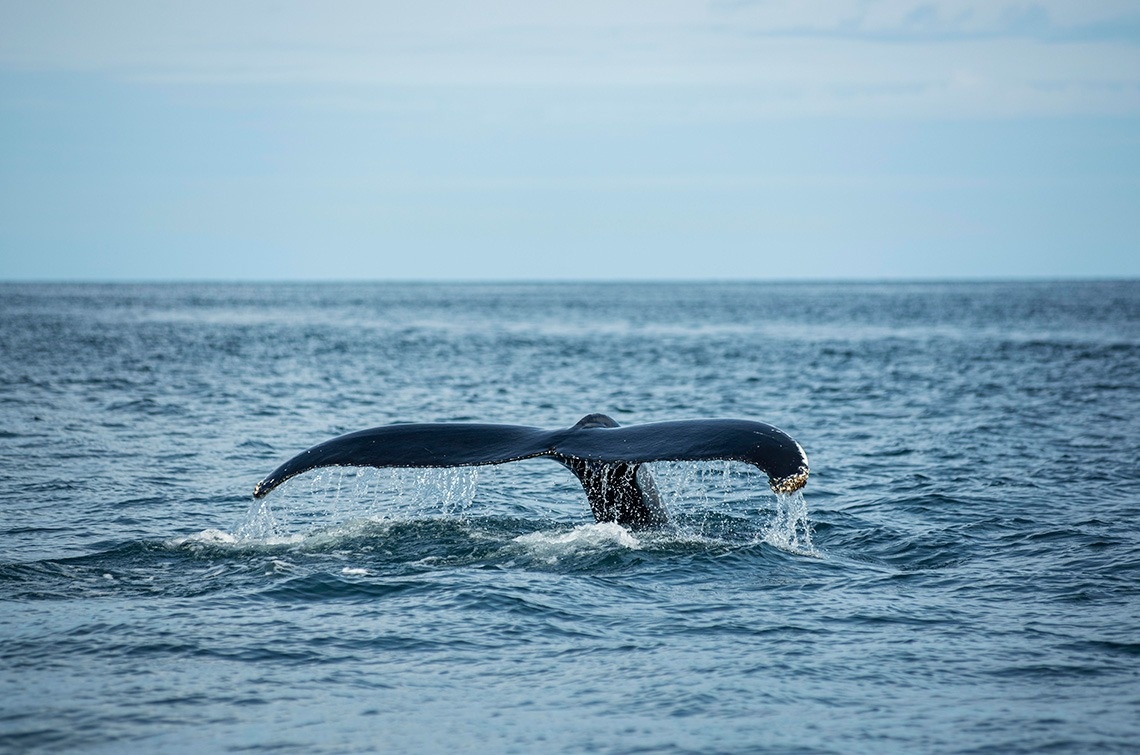 the tail of a humpback whale is visible in the water