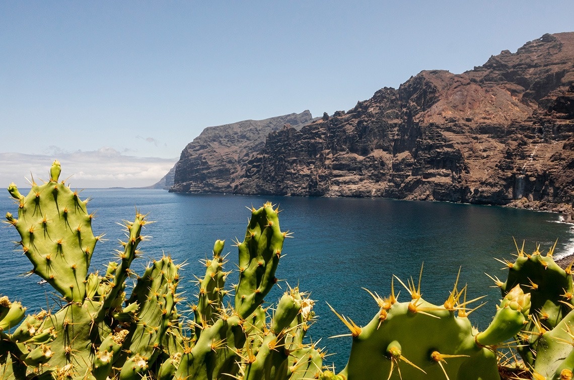 a cactus stands in front of a body of water with mountains in the background