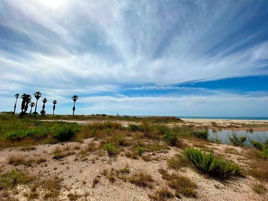 Paysage naturel ESTIVAL: Corporatif avec palmiers et mer.