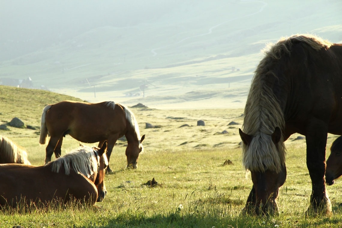 un grup de cavalls marrons i blancs grazien en un camp