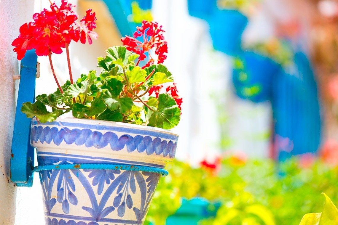 una maceta azul y blanca con flores rojas en ella