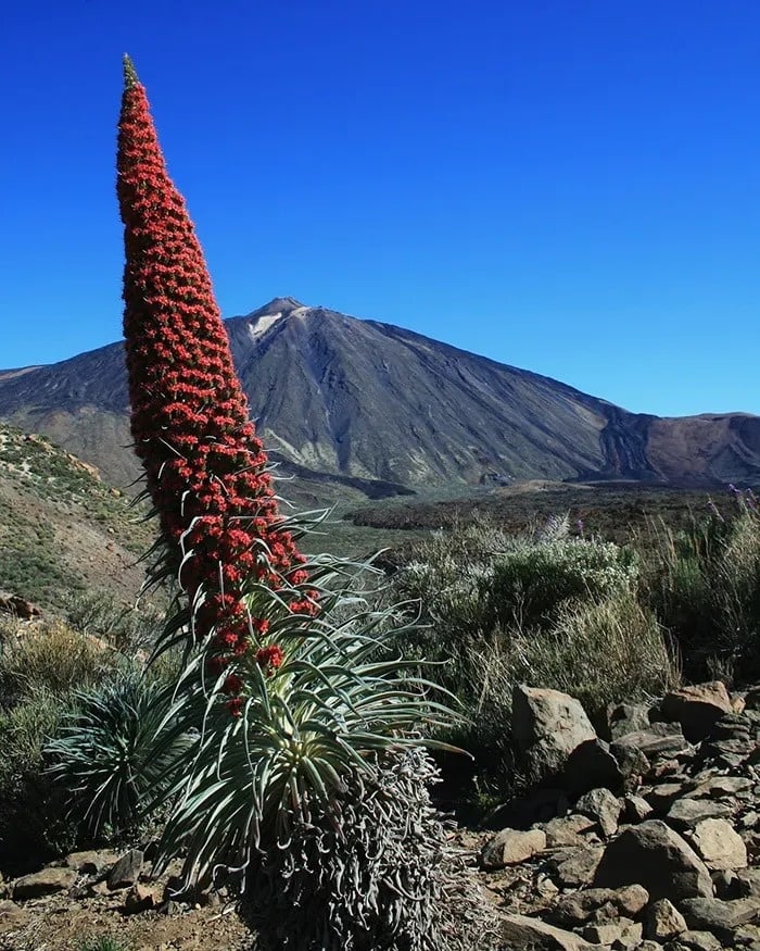 "Royal River Luxushotel - Parque Nacional del Teide - Teneriffa"
