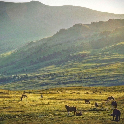 a herd of horses grazing in a field with mountains in the background