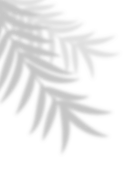 una sombra de una hoja de palma en una pared blanca .