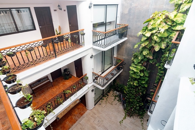 una planta que crece en la pared de una ventana