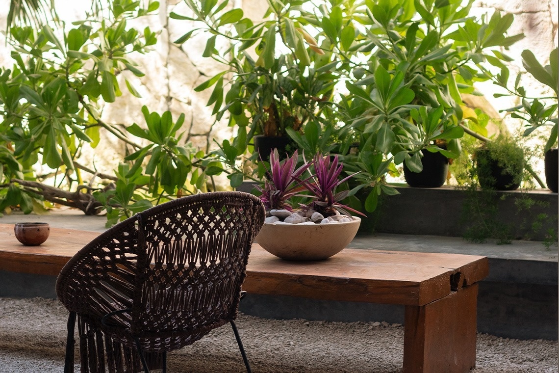 una planta que crece en la pared de una ventana