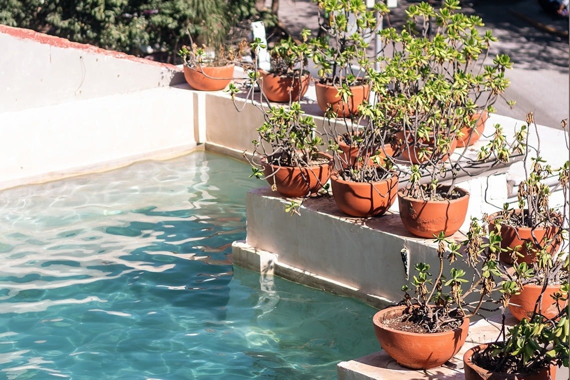 una planta que crece en la pared de una ventana