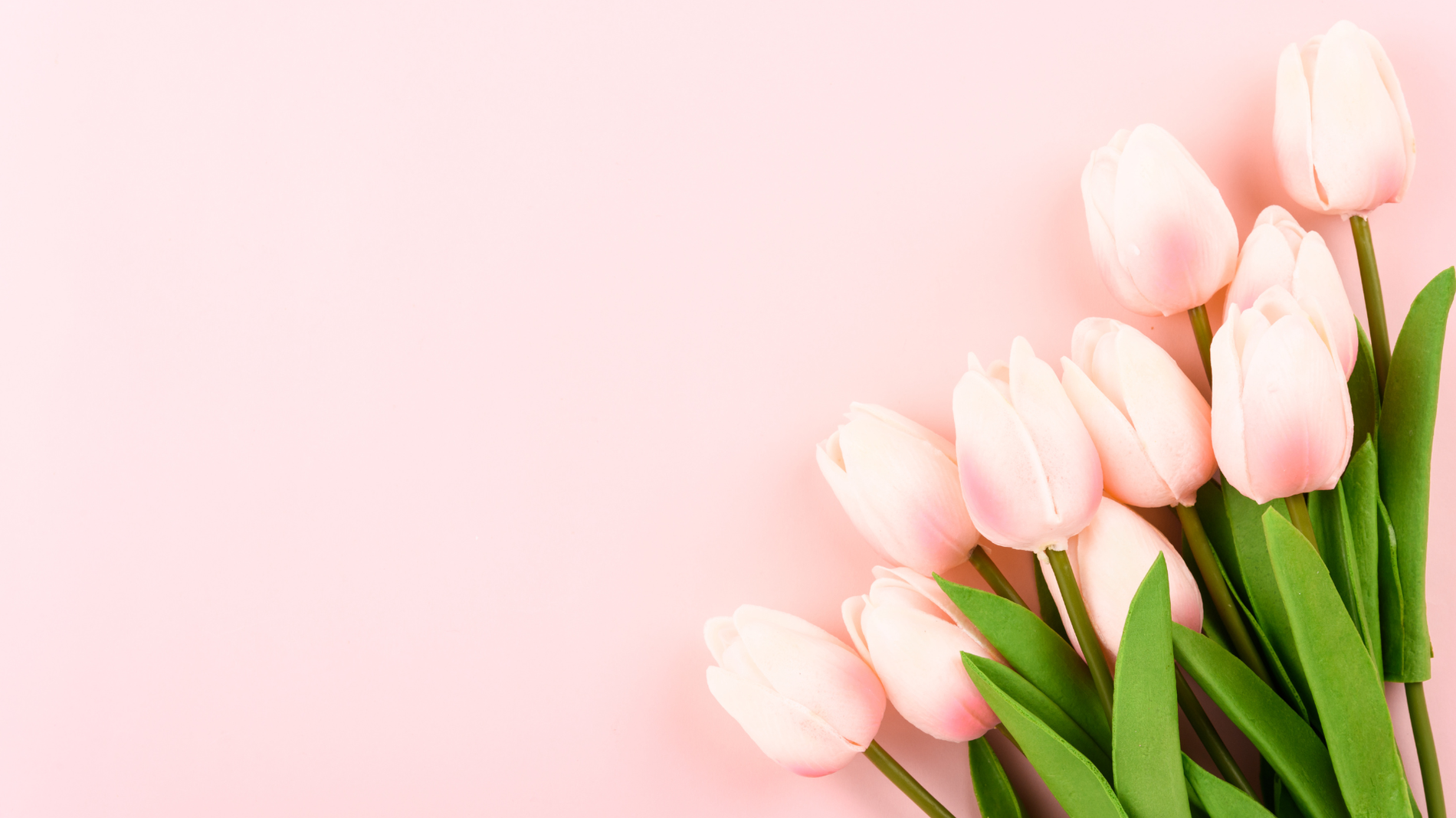 Dom Jose Beach: Tulipas rosa pálido em fundo pastel, um toque de serenidade.