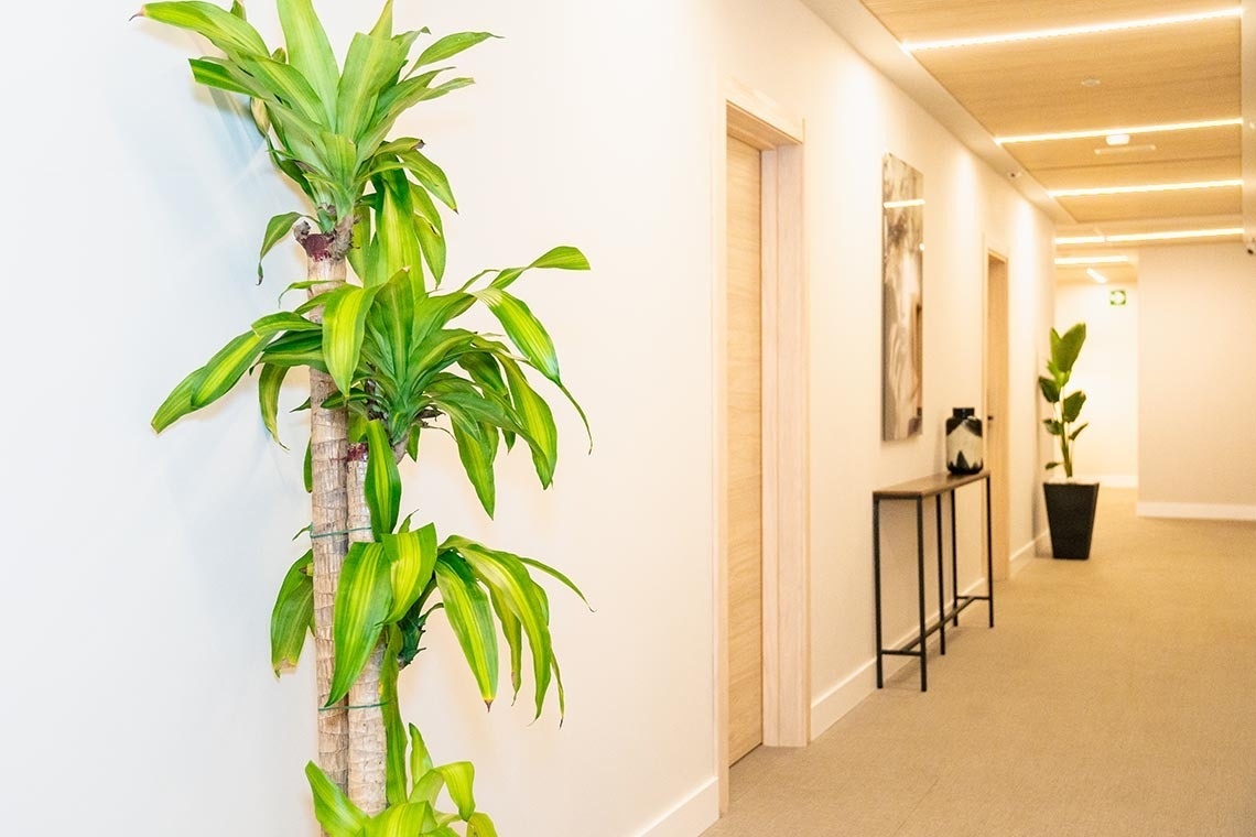 un largo pasillo con una planta y una mesa