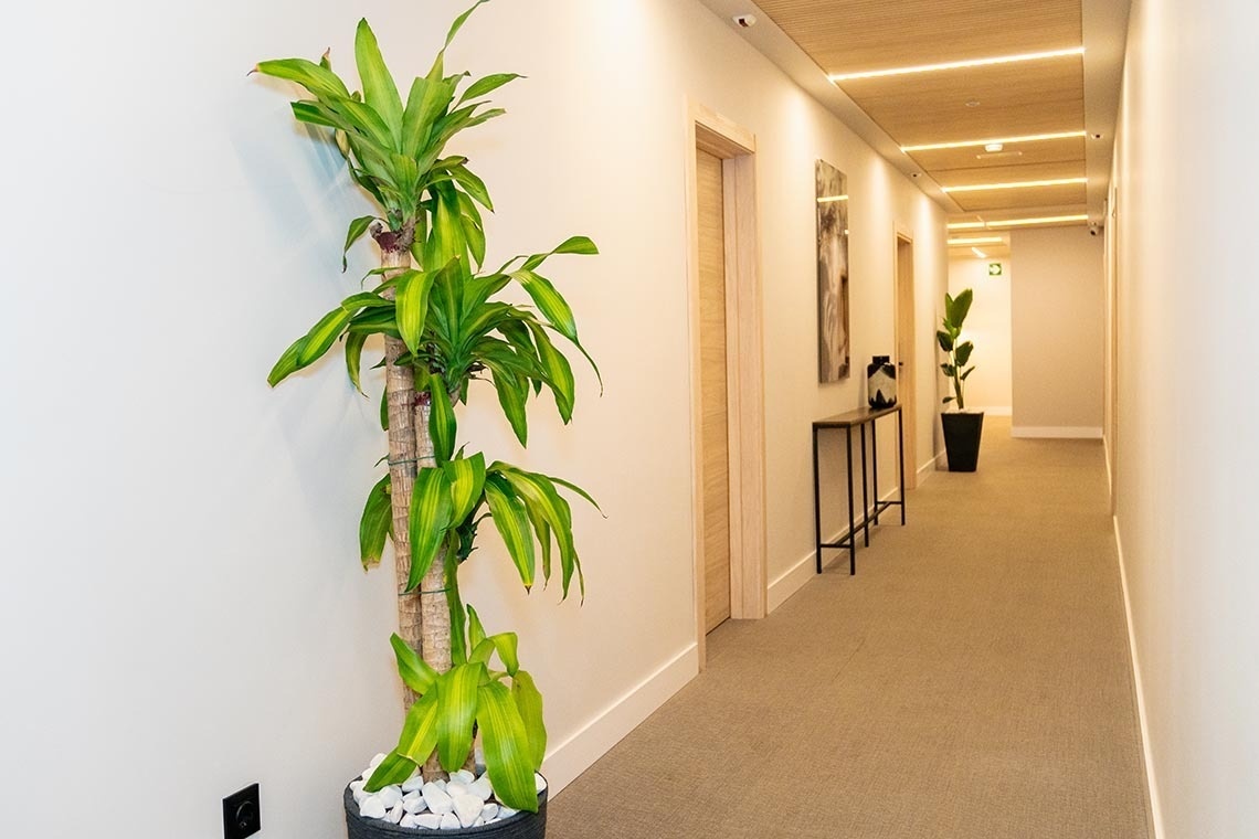 un largo pasillo con una planta en una maceta