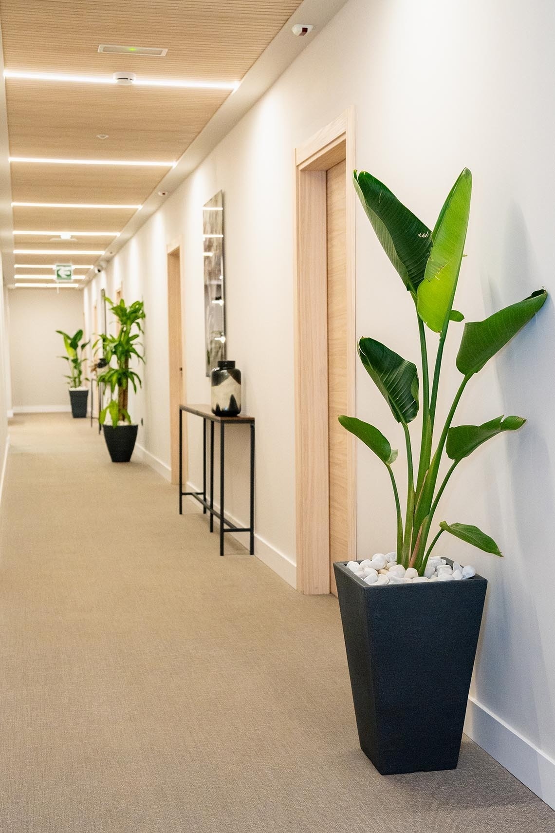 un pasillo con plantas en macetas y una mesa