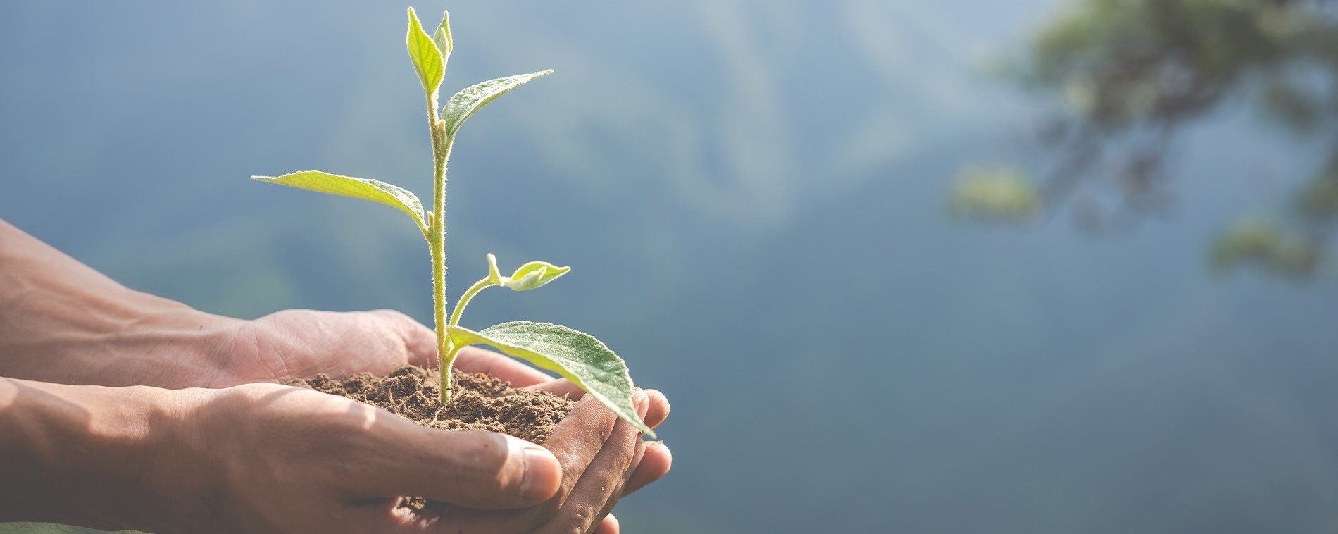 una persona sostiene una pequeña planta en sus manos