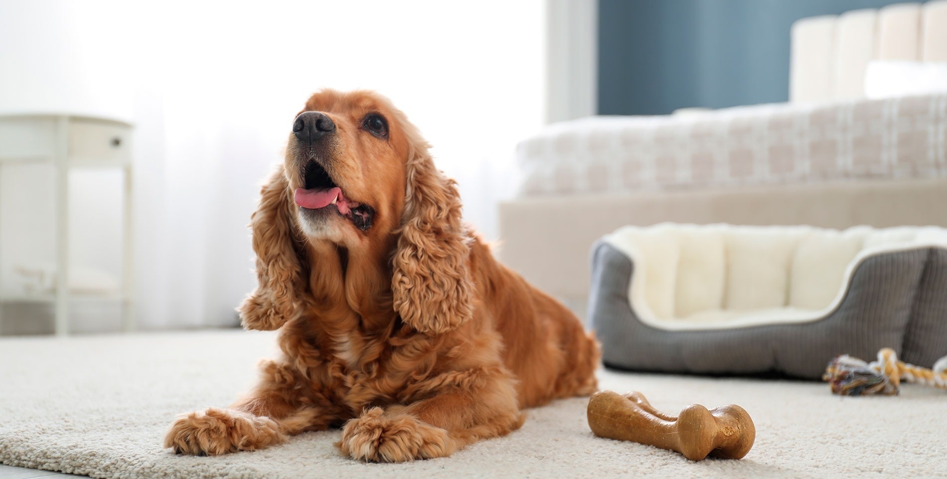 a cocker spaniel laying on the floor next to a dog bed