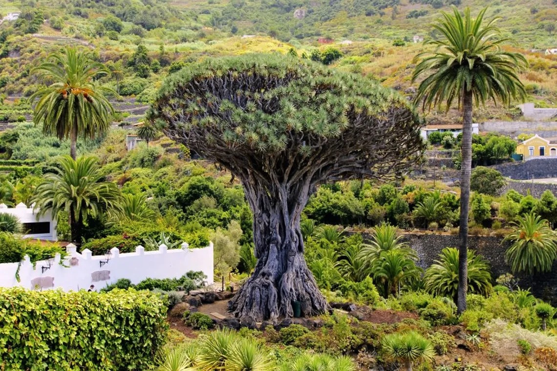 ein Pfad führt durch einen üppigen grünen Wald