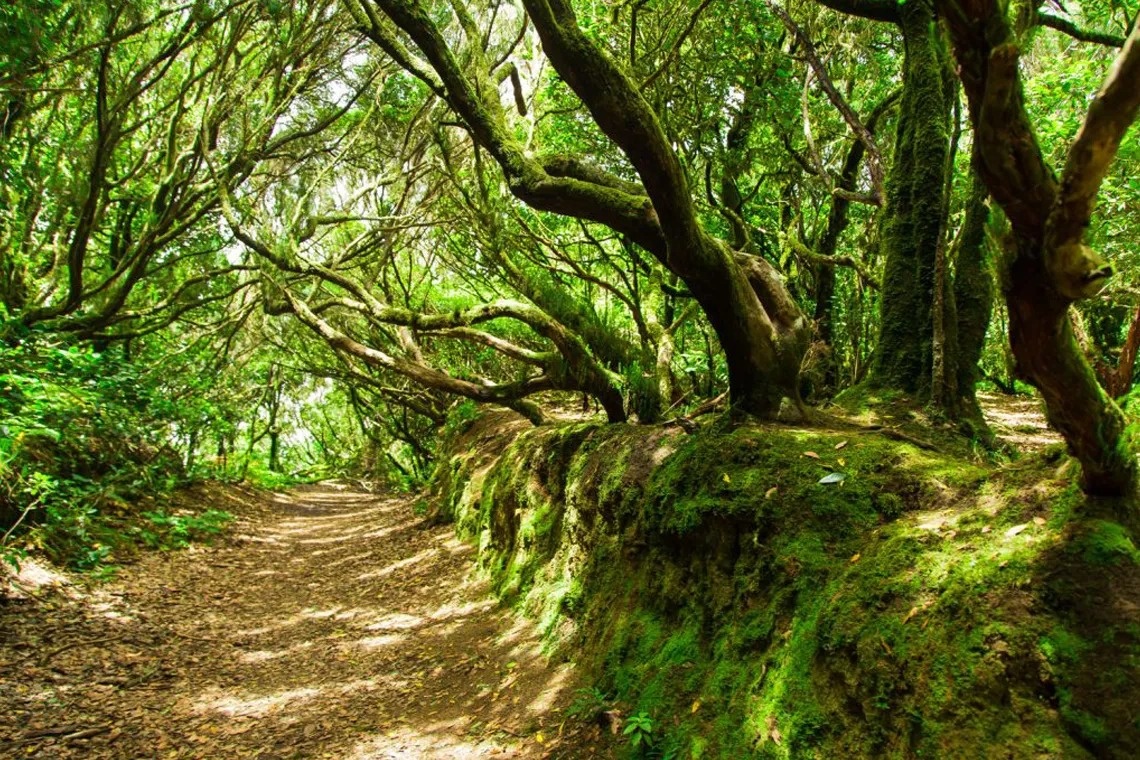 ein Taucher schwimmt über einen Korallenriff mit vielen Fischen