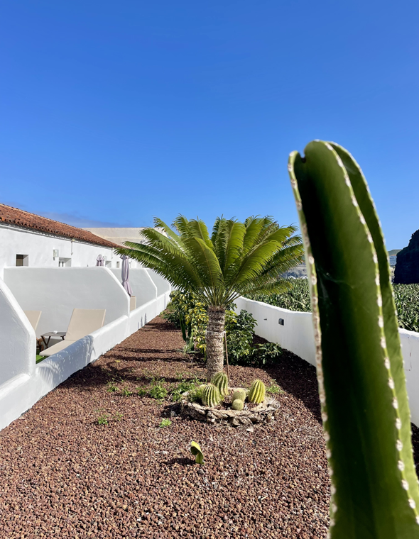 Piscina al aire libre con palmeras y cactus en elEl patio.