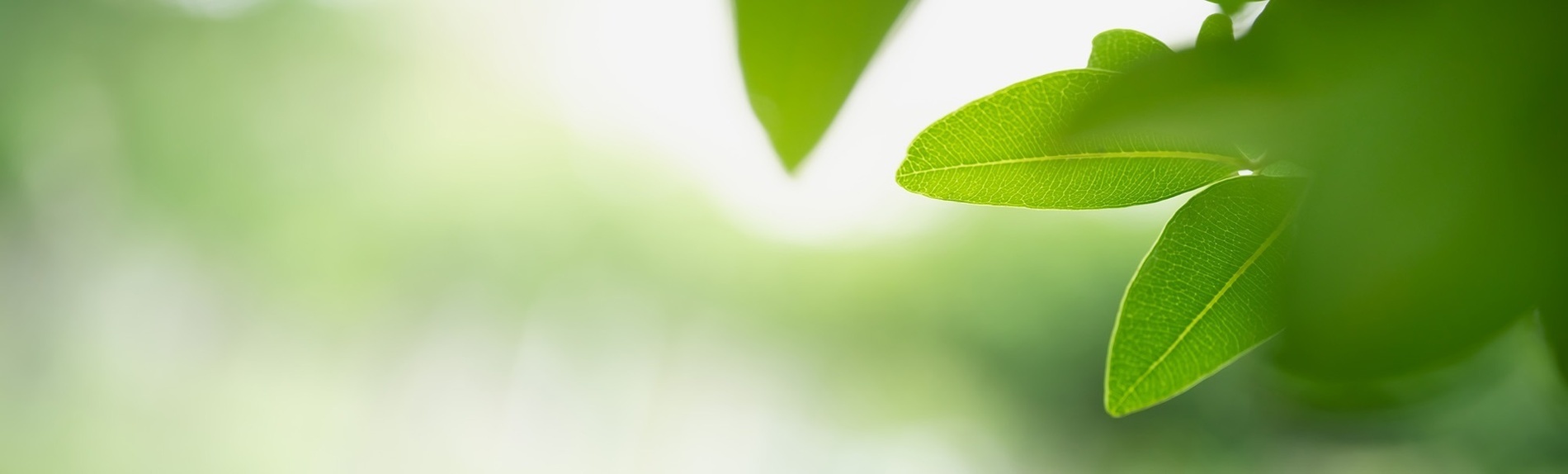 Nahaufnahme eines grünen Blattes mit einem weißen Hintergrund