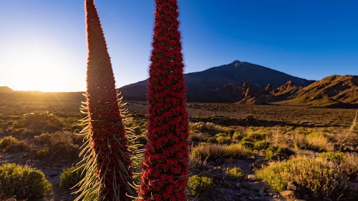 Hiking trails in Tenerife