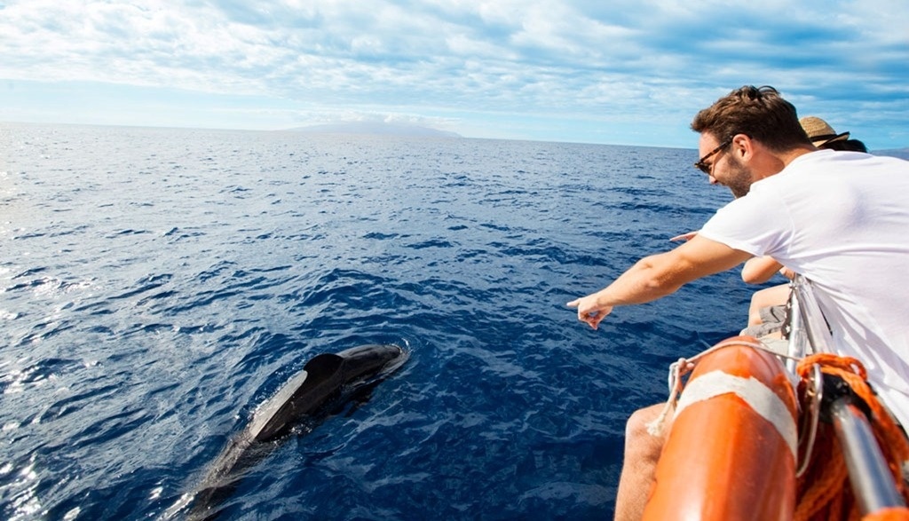 ein Mann zeigt auf einen Delfin im Ozean