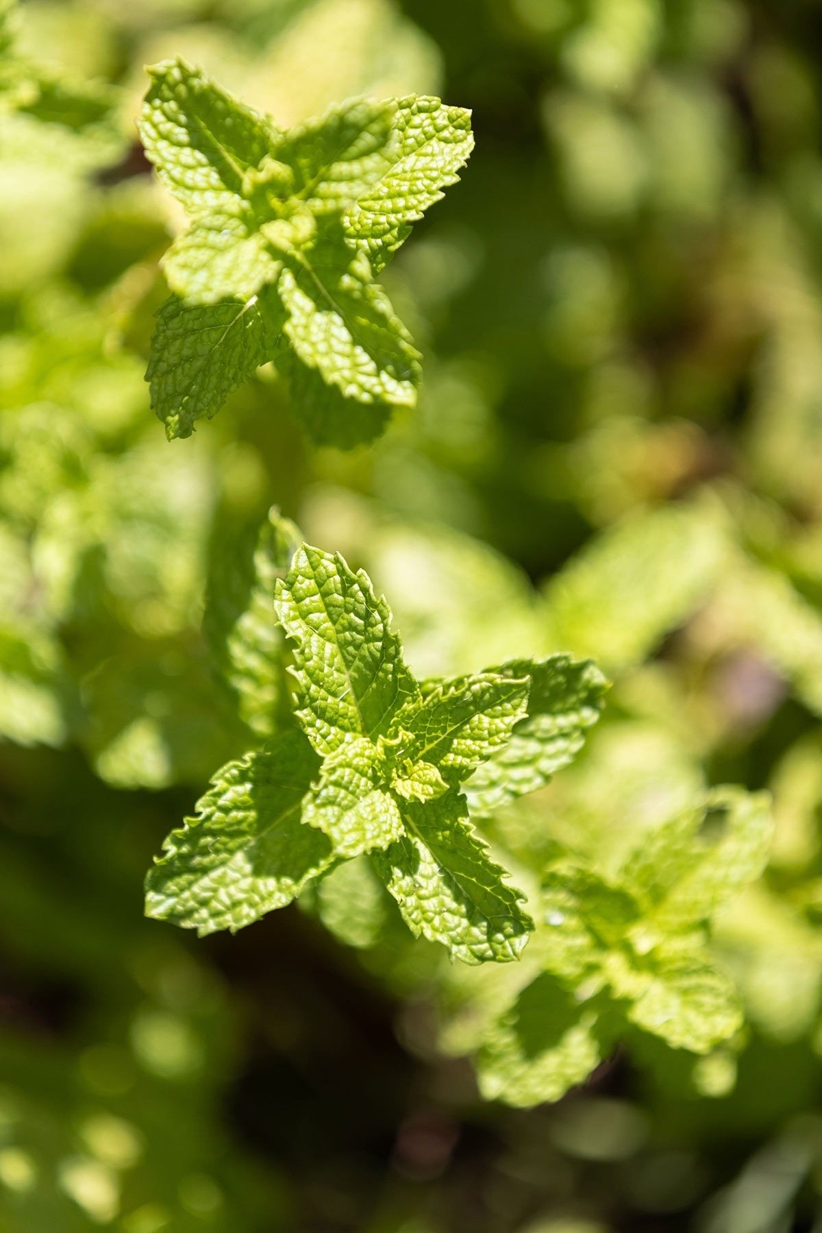 Nahaufnahme von Minzblättern in einem Garten