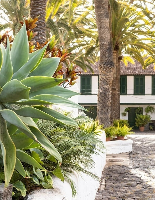 Agave y palmeras frente a hotel El patio con fachada blanca y tejas.