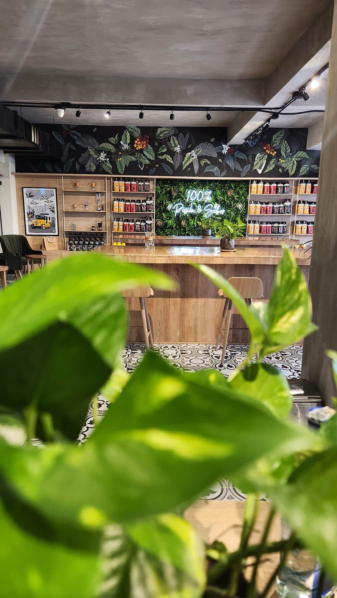 Coffee Shop Kalamary planta