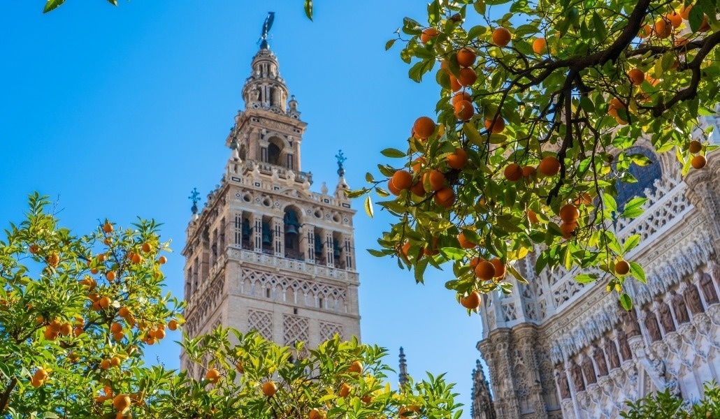 La icónica Giralda de Sevilla se alza majestuosa bajo un cielo azul, enmarcada por frondosos naranjos cargados de brillantes frutos.