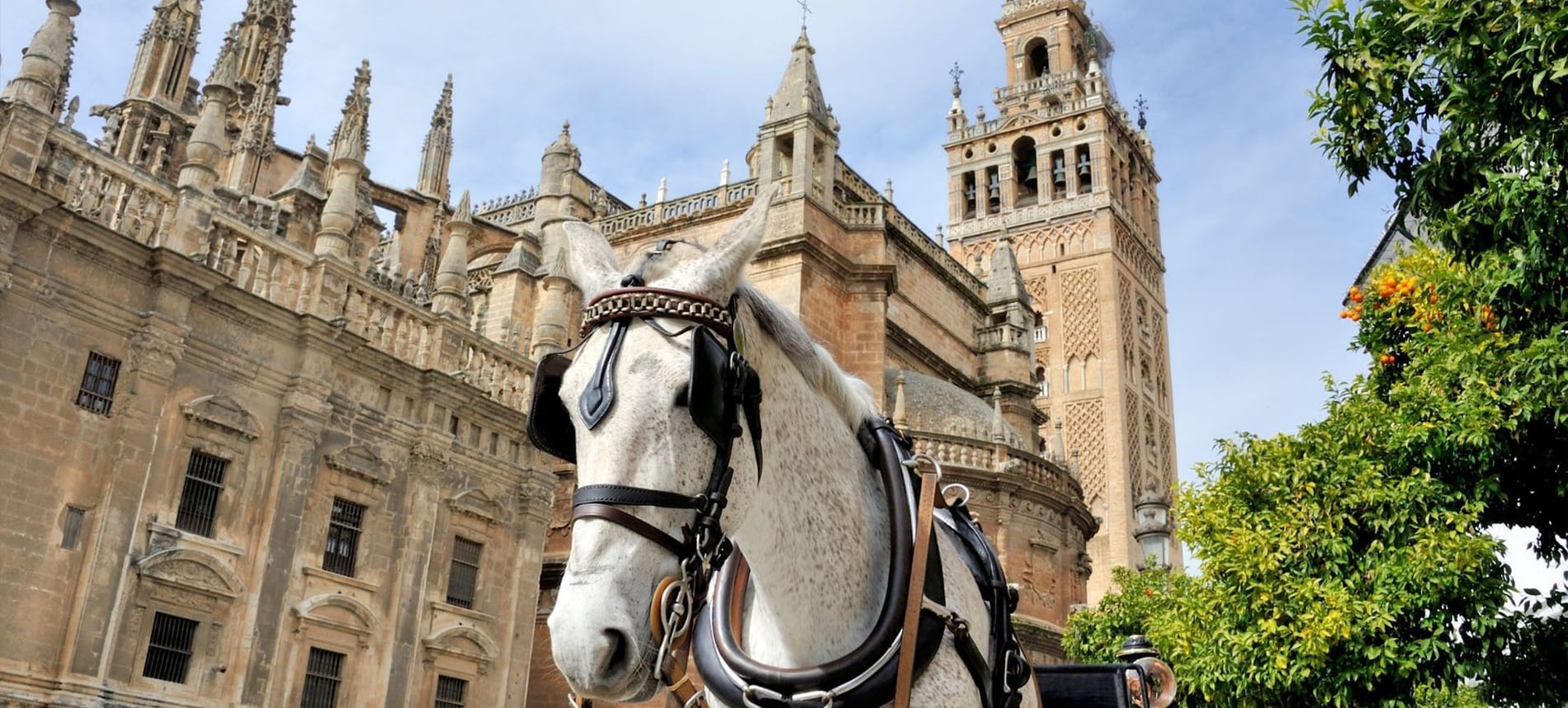Un caballo blanco enjaezado en primer plano se sitúa frente a la Catedral de Sevilla y la Giralda, con naranjos a la derecha.