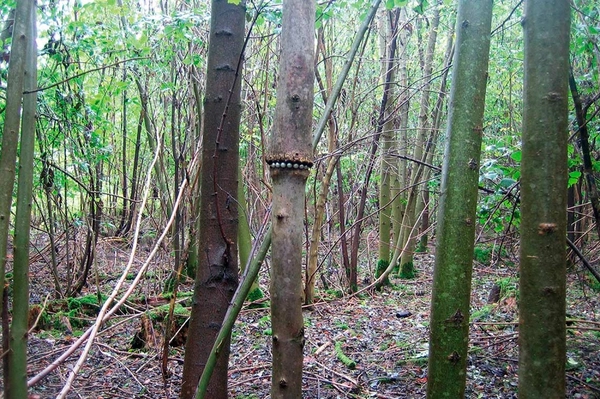 Forest setting with a tree marked with a band of objects, near a hotel Esqina Urban Lodge