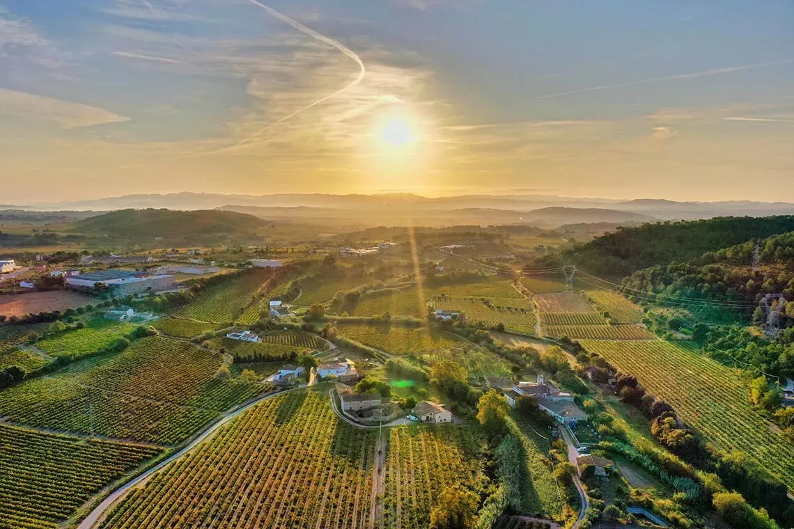 Ländliche Sonnenuntergangslandschaft mit Weinbergen, perfekt für ESTIVAL: Firmen.