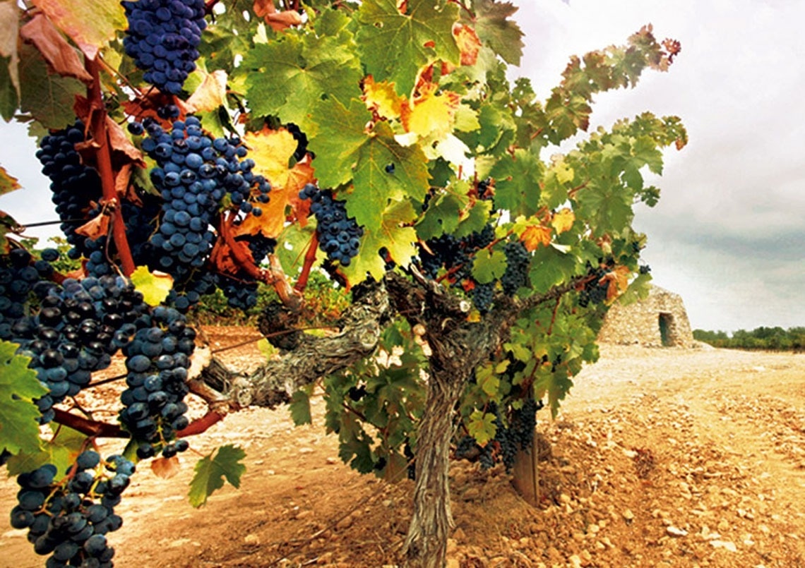 un racimo de uvas colgando de una vid en un viñedo