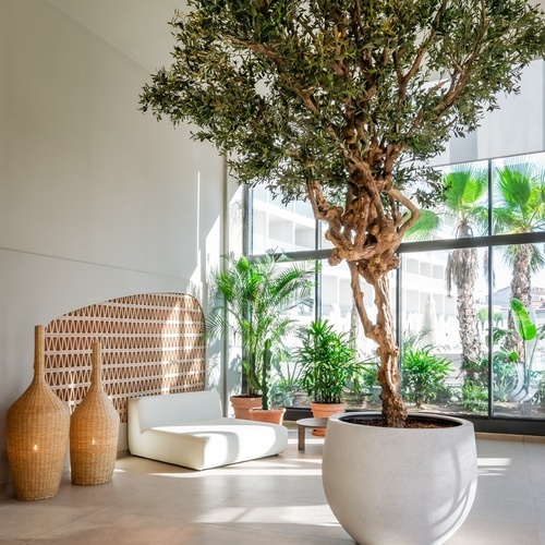 a living room with a large potted tree and a white couch