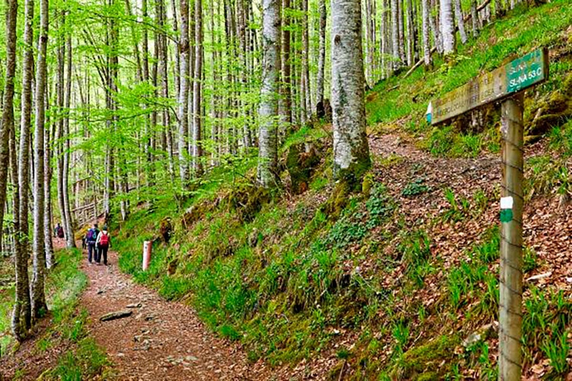 a group of people are walking down a path in the woods .