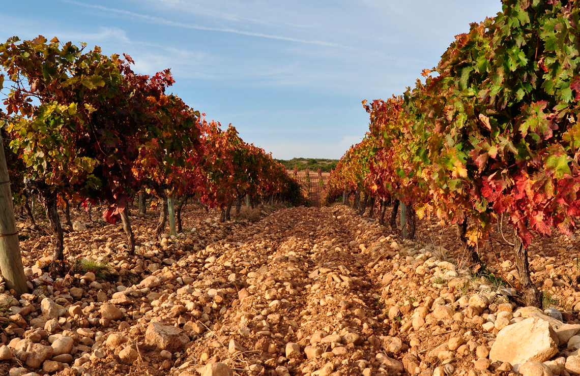 a close up of a pink background with a plain texture .