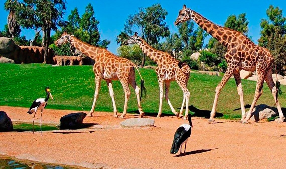 Tres jirafas y aves en un recinto con césped verde. ¡Pies arriba: corporativa!