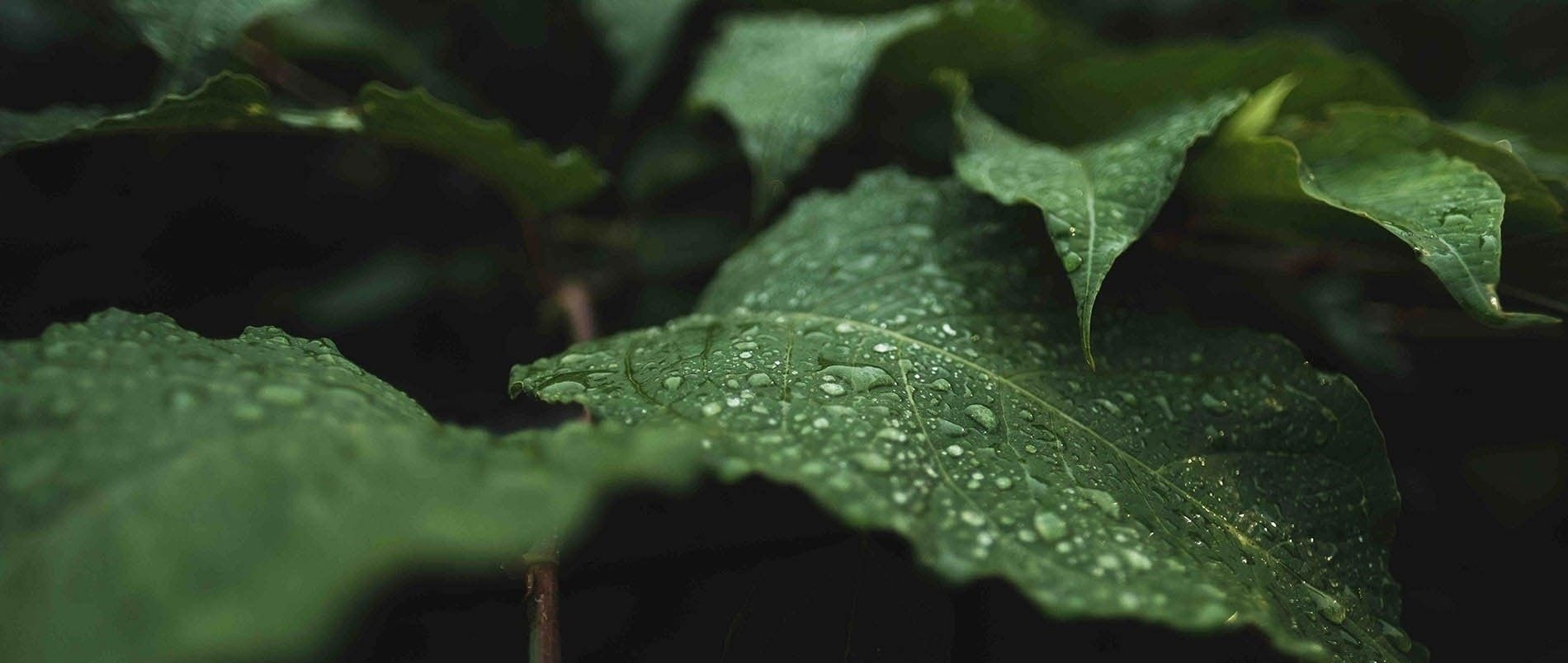 Hojas verdes con gotas de lluvia, perfectas para relajarse y poner los pies en alto: Corporativa.