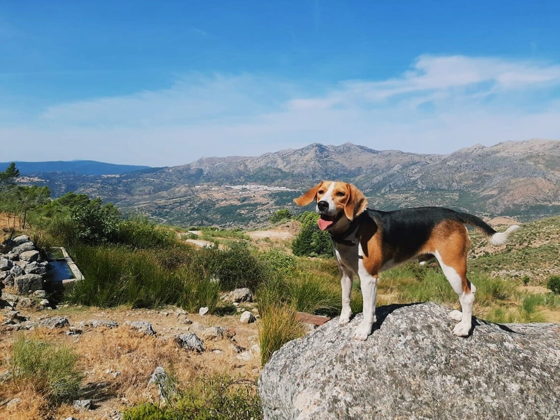 un perro beagle está parado encima de una gran roca