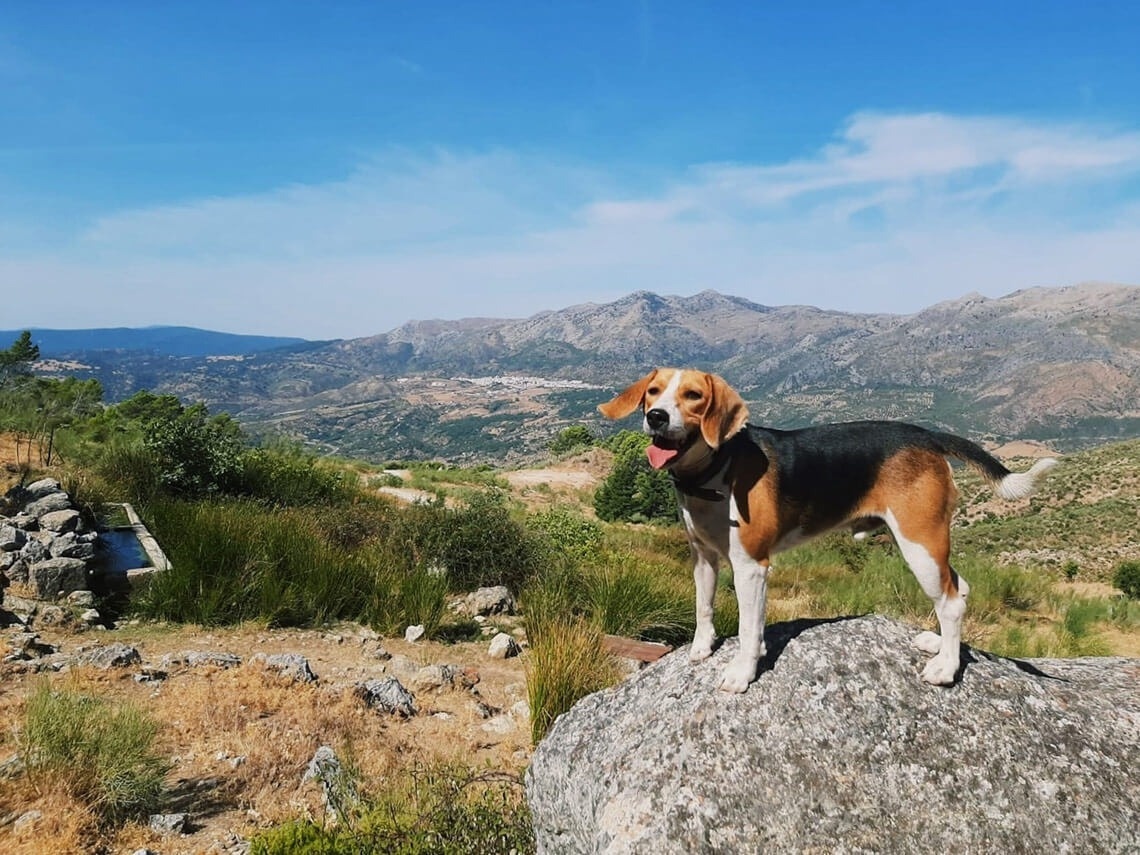 a dog standing on a rock with mountains in the background