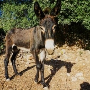 un burro marrón y blanco está parado en el suelo mirando a la cámara