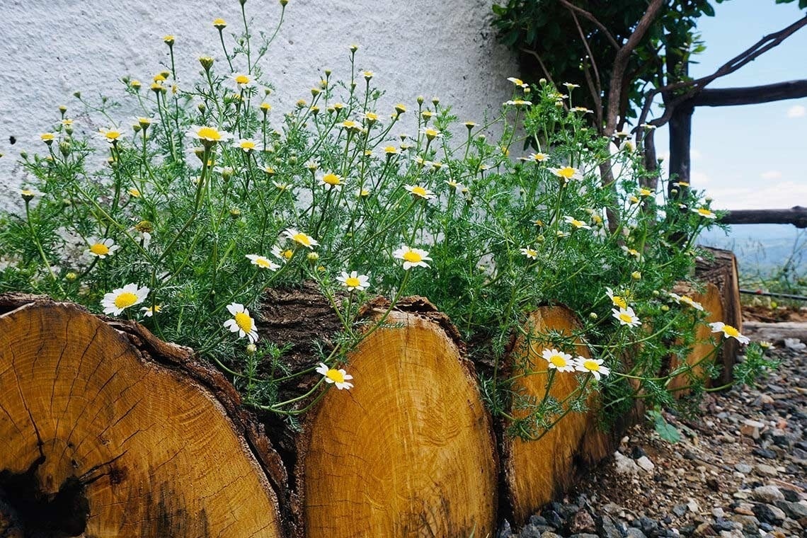 a row of wooden stump planters filled with daisies