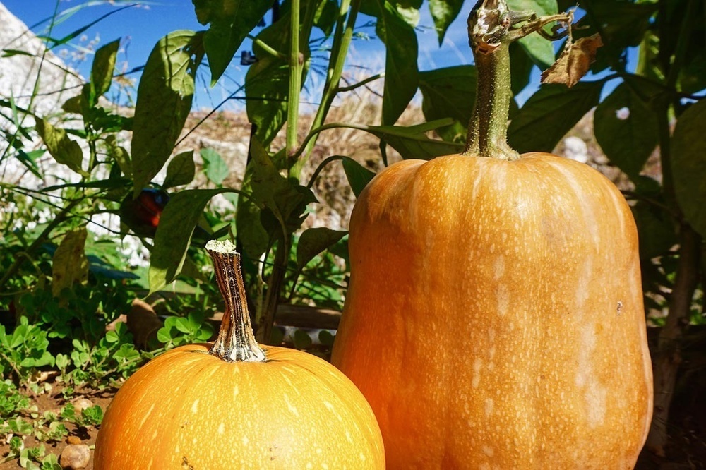 dos calabazas naranjas están en el suelo junto a una planta