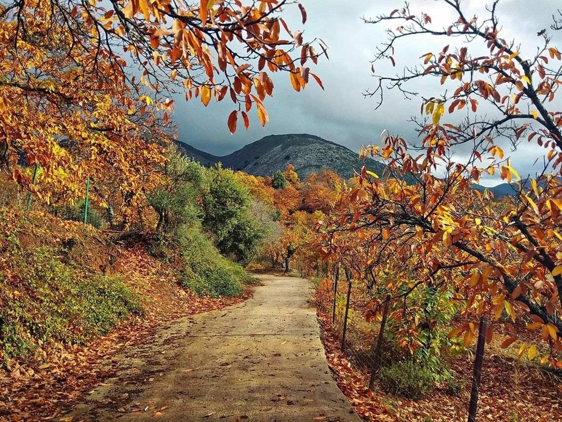 un camino cubierto de hojas y árboles con una montaña en el fondo