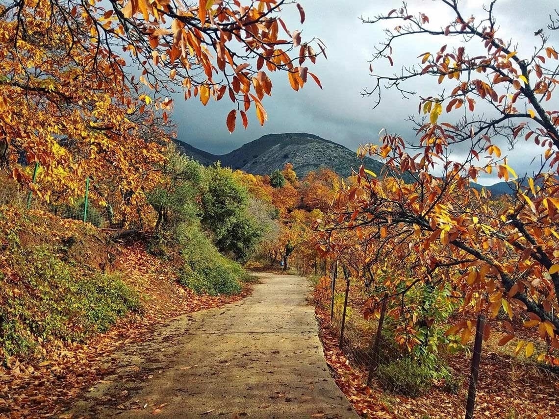 a path surrounded by trees and leaves with a mountain in the background