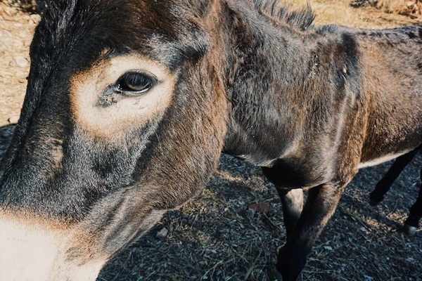 un primer plano de un burro mirando a la cámara