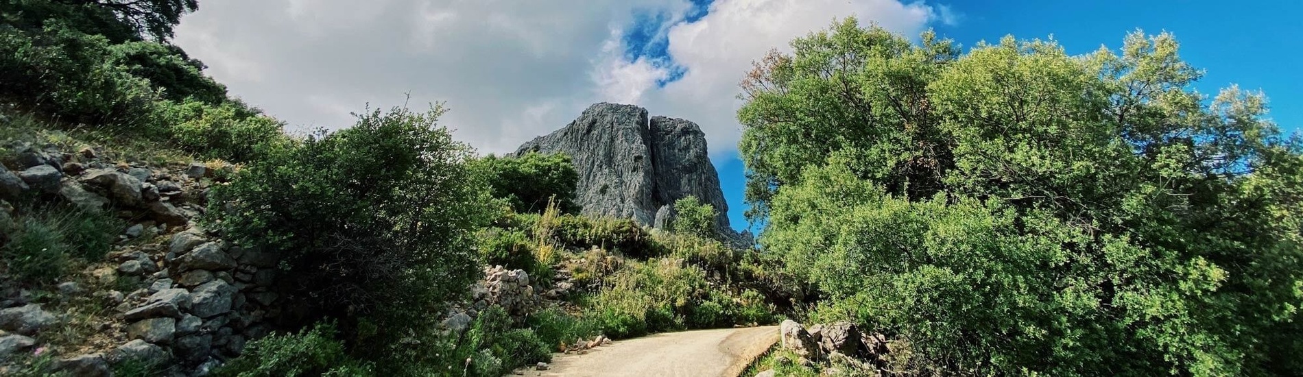 a dirt road with trees on both sides and a mountain in the background