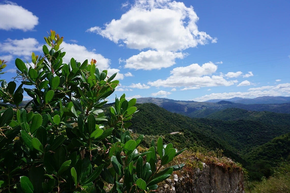 a lush green hillside with mountains in the background