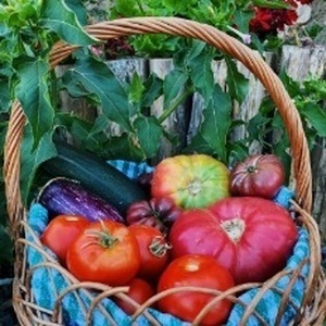 una canasta de mimbre llena de tomates , pepinos y berenjenas