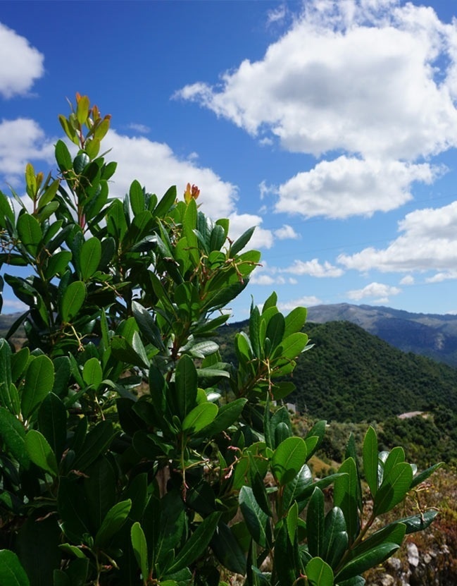 un árbol con muchas hojas verdes y un cielo azul con nubes